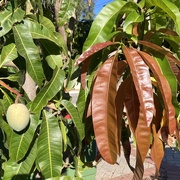 11th Jan 2025 - Mango