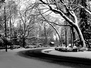 11th Jan 2025 - snow day