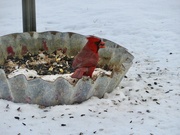 11th Jan 2025 - Northern Cardinal 