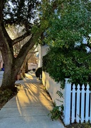 11th Jan 2025 - Sidewalk shadows 