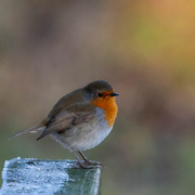 12th Jan 2025 - Robin Redbreast