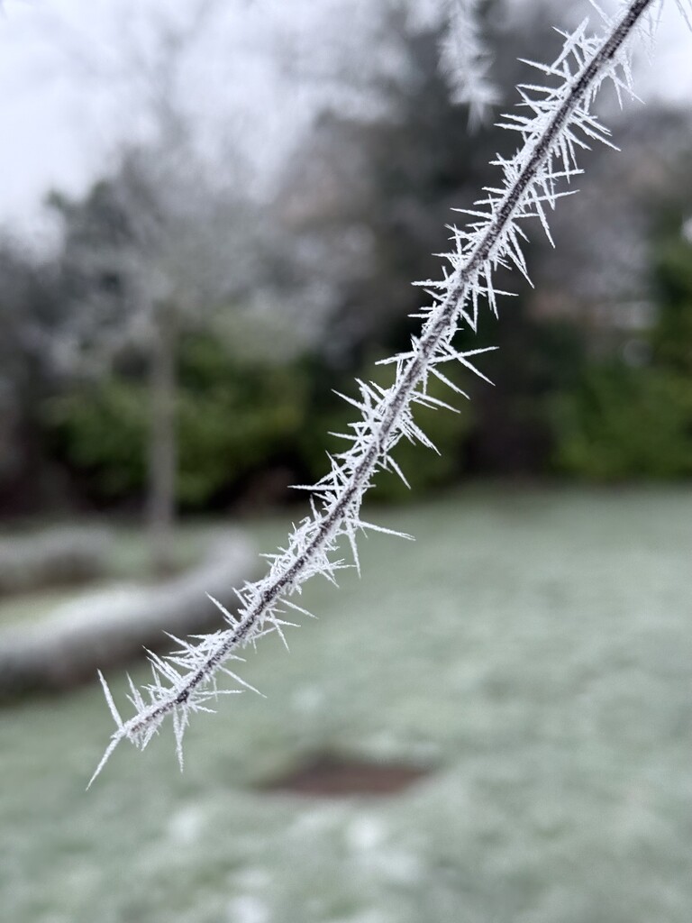 Hoare Frost  by phil_sandford