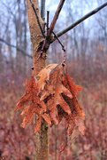 12th Jan 2025 - White Oak Boquet by the Trail