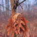 White Oak Boquet by the Trail by juliedduncan