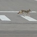 coyote obeying the traffic laws