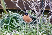 12th Jan 2025 - Bullfinch