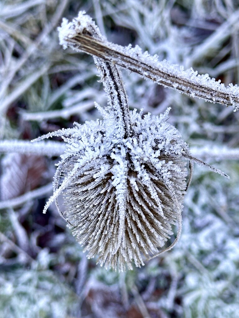 Frozen teasle by pamknowler