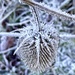 Frozen teasle by pamknowler