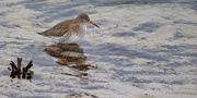 9th Jan 2025 - Redshank