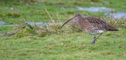 12th Jan 2025 - Curlew