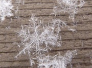 4th Feb 2011 - First Snowflake