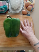 13th Jan 2025 - A Monster Capsicum!