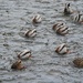Synchronized Swimming by ljmanning