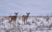 11th Jan 2025 - Two More Whitetail Doe