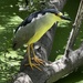 Night Heron