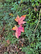 13th Jan 2025 - Last Autumn leaves
