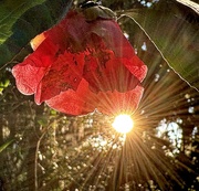 13th Jan 2025 - Sunlit