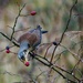Fieldfare  by padlock