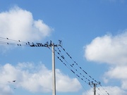 13th Jan 2025 - Birds on a wire