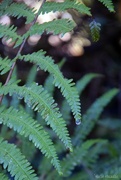 6th Jan 2025 - Fern