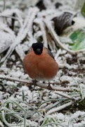 13th Jan 2025 - Male Bullfinch