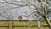 13th Jan 2025 - Fur Coat Essential 