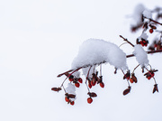 11th Jan 2025 - Snow and arils