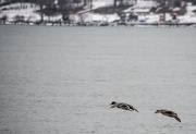 13th Jan 2025 - Fly by