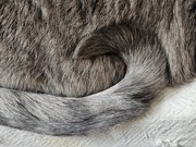 13th Jan 2025 - Curl