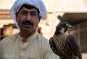 14th Jan 2025 - Hunting Falcon