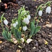 First Snowdrops of the year by 365anne