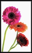 14th Jan 2025 - Gerbera Still Life