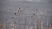 13th Jan 2025 - Frosty Teasel