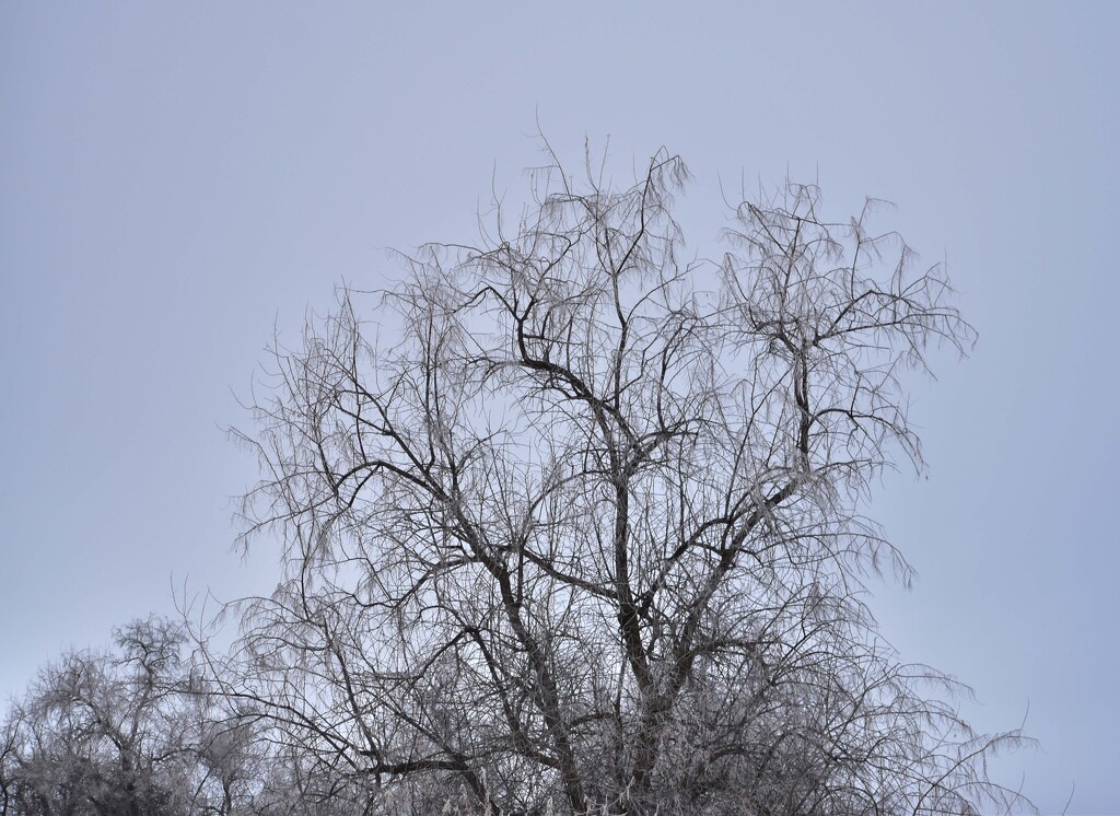January 12th Word - Branches by bjywamer