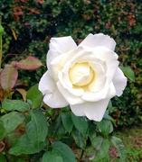 14th Jan 2025 - A Rose is a Rose