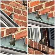15th Jan 2025 - Front Yard Mockingbird
