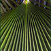 Natures symmetry by 365projectorgchristine