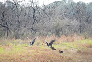15th Jan 2025 - Turkey Vultures