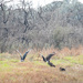 Turkey Vultures