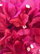 15th Jan 2025 - Red?