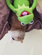 15th Jan 2025 - Batty Kermie