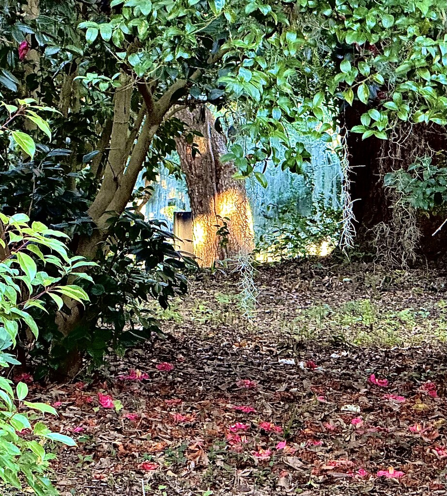 Portal to the light by congaree