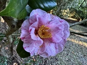 15th Jan 2025 - Camellia japonica