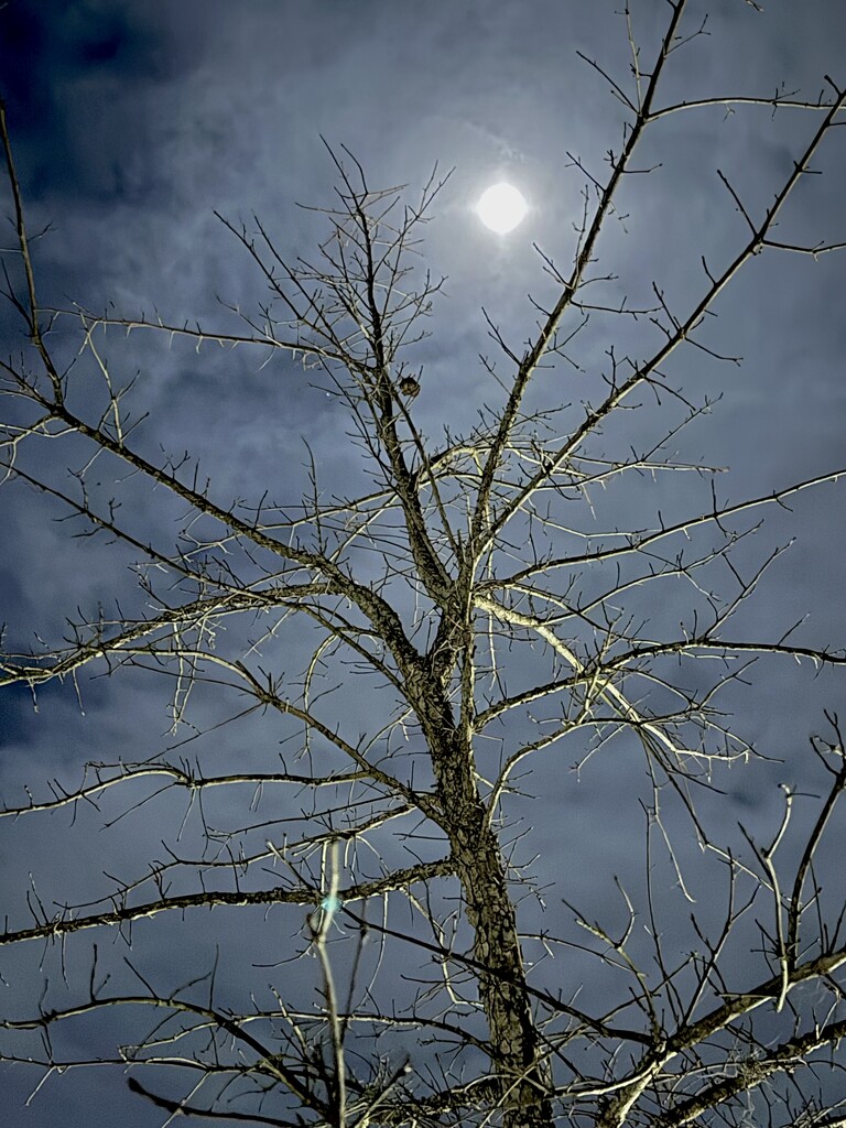 Full moon and winter tree  by congaree