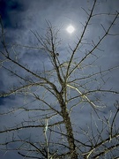 14th Jan 2025 - Full moon and winter tree 