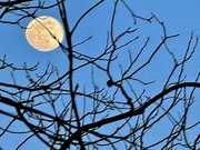 14th Jan 2025 - Full moon