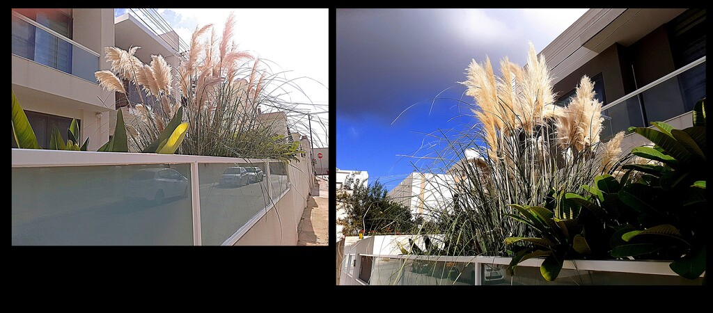 PAMPAS GRASS by sangwann