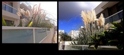 16th Jan 2025 - PAMPAS GRASS