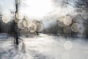 15th Jan 2025 - Winter Sun-2