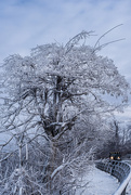 15th Jan 2025 - Rimed